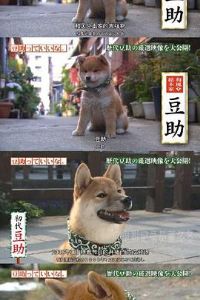 �ɰ��Ķ���